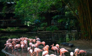 Valle del Cauca Exquisito – Salsa, Hacienda & Bosque de Niebla