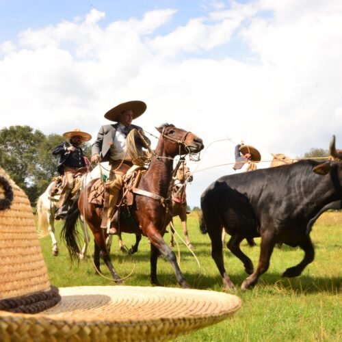 Viaje a Casanare – Avistamiento de Aves