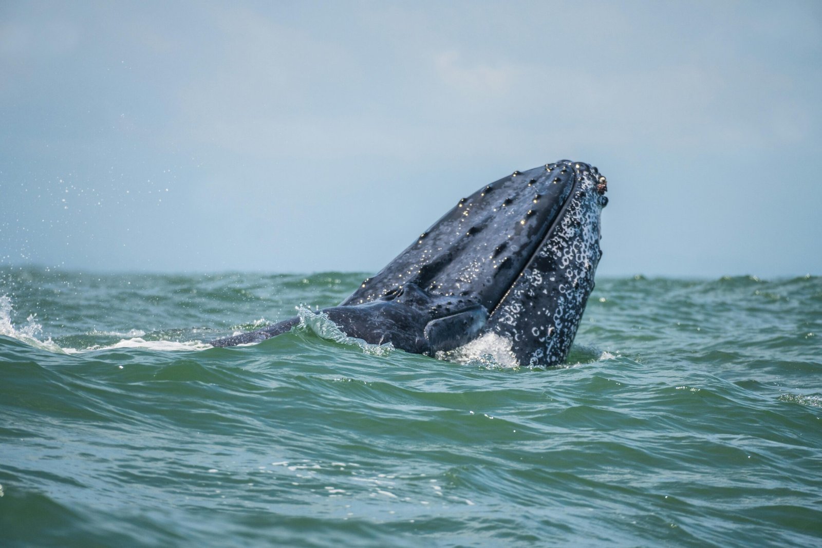 Pacífico vivo - Ballenas y sabiduría ancestral