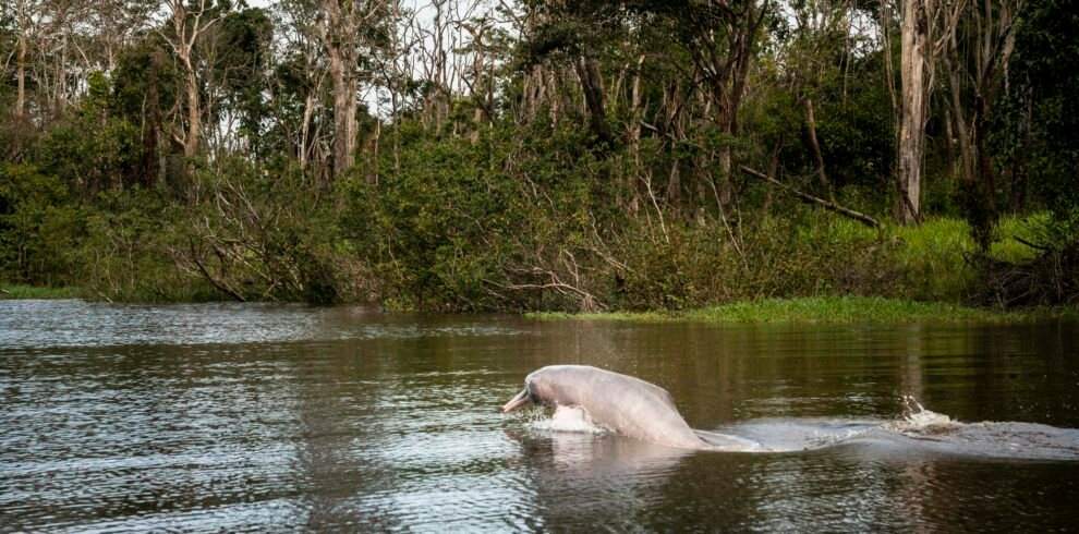 F22M10964_PUERTO_CARRENO_DELFIN