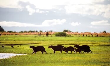 Tour: Llano colombiano – Naturaleza y parrando