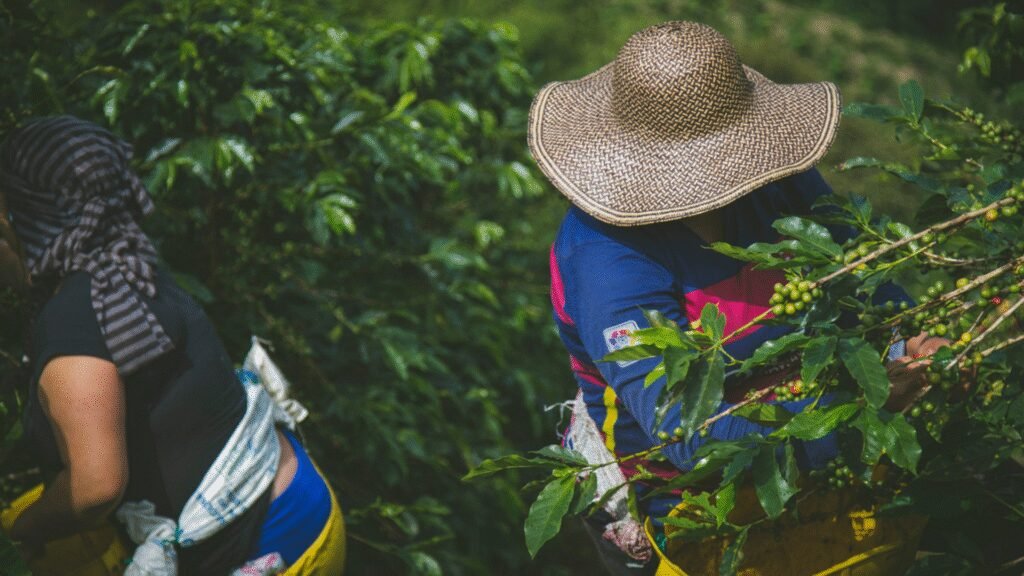 Risaralda Luxury: Café, Termales y Paisajes
