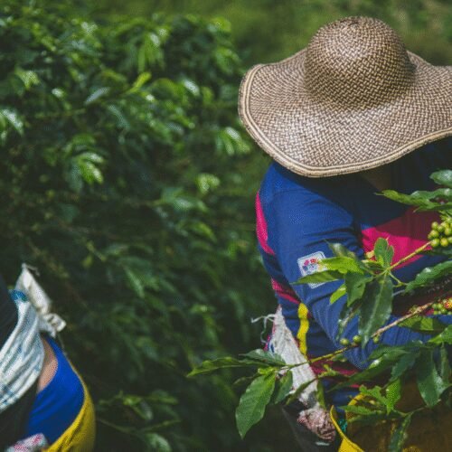 “Risaralda Signature: Café, Termales y Paisajes de Lujo”